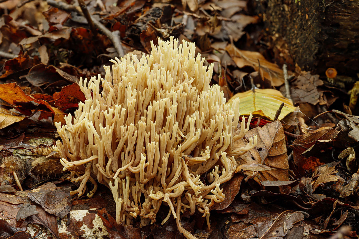 Ramaria stricta  by Paul Goby